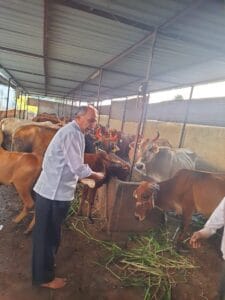Recent Projects about Care of Cows