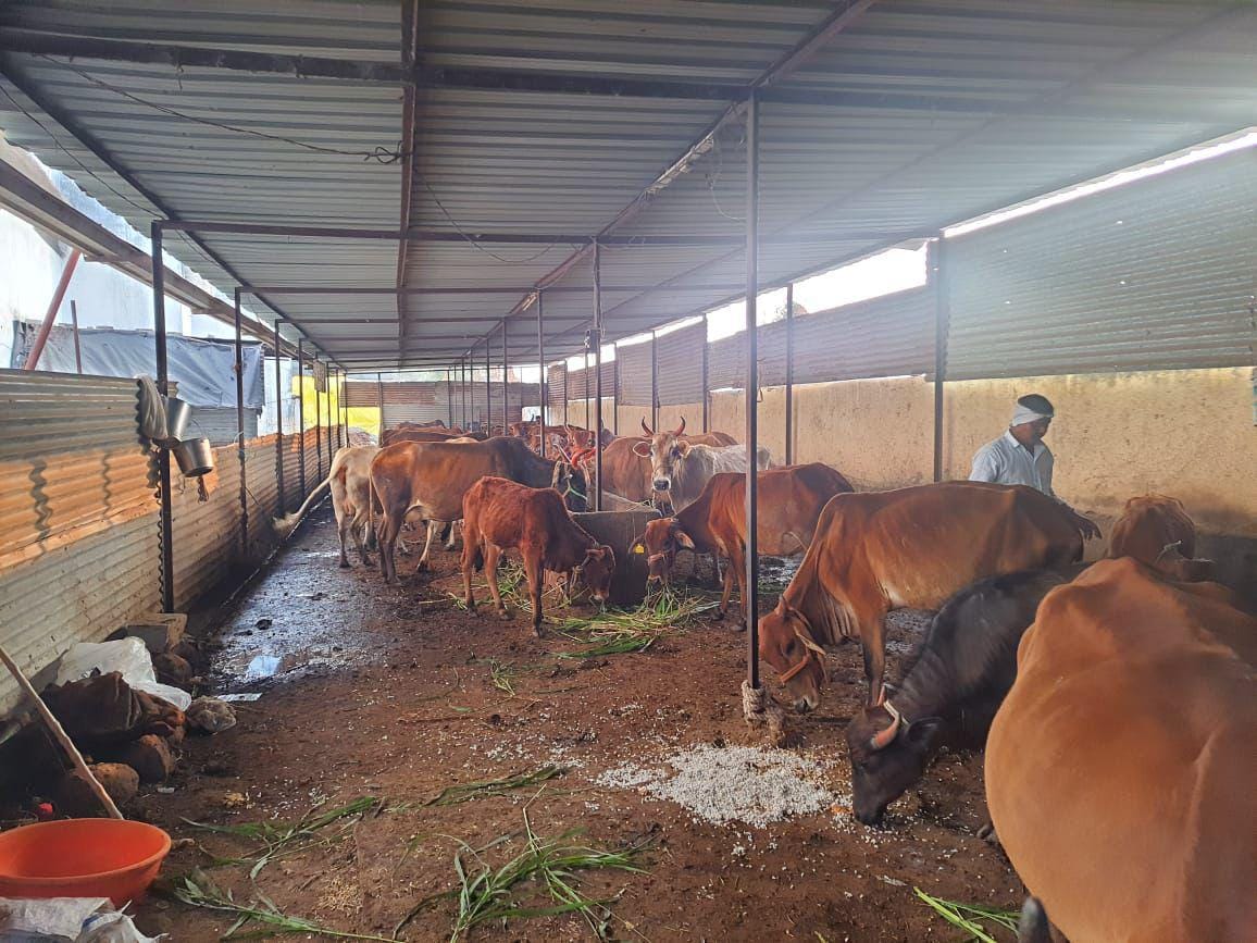 Caring for Cows The Heart of Our Gaushala