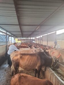Recent Projects about Cows Health Checkup