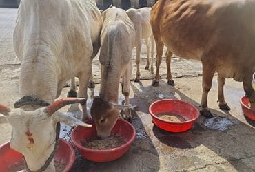 Kindness Towards Animals