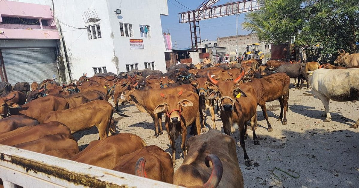 Kindness towards Animals