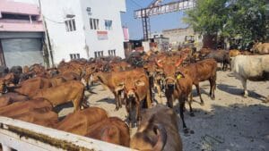 Maa Renuka Gaushala - Recent Projects